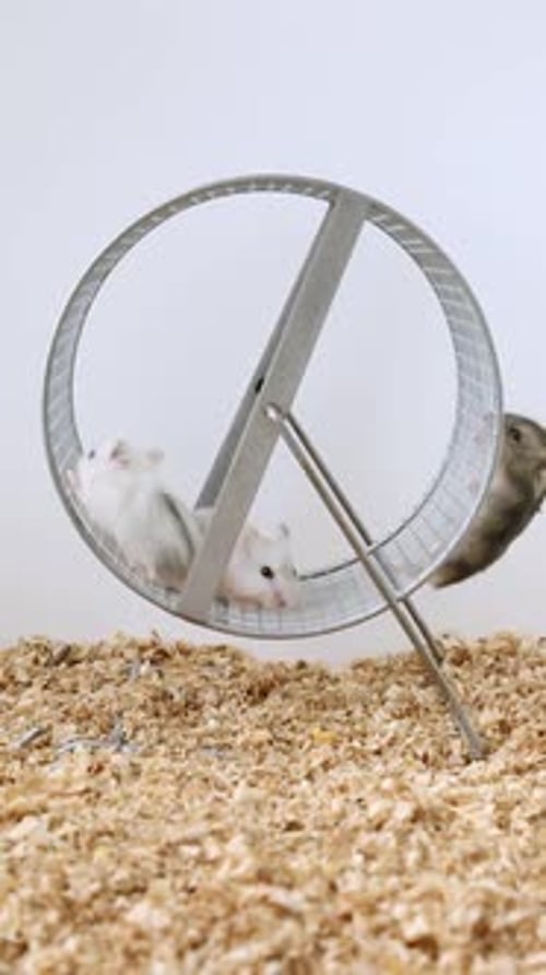 Little Hamsters Ride Play Run on the Wheel Funny Comical Humorous Mice Humor