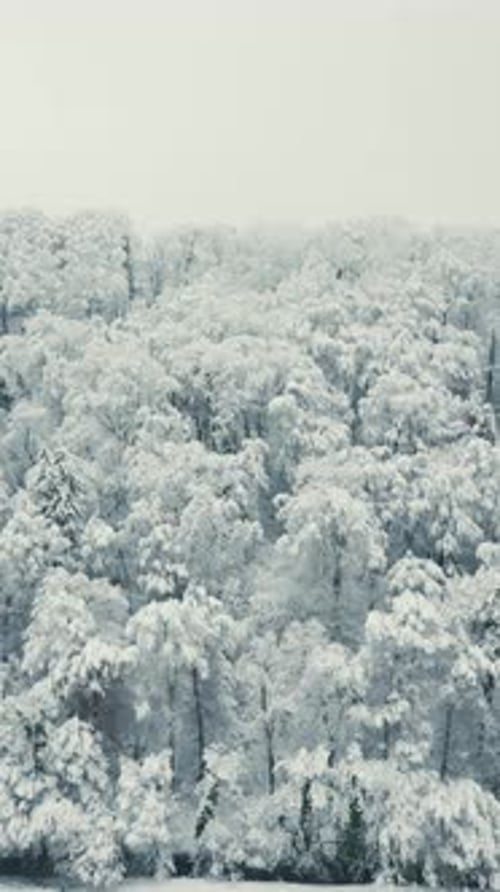 Flight over winter pine tree forest covered in snow, Black Forest.Vertical video