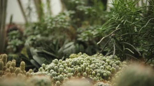 lot of mini growing cactuses in conservatory surrounded by other plants and greenery slow motion