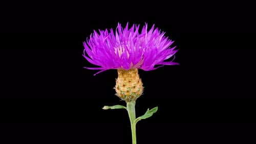 Purple Flower Blooming on Black Background