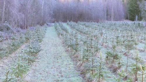 Early morning low aerial over christmas tree plantation in remote countryside
