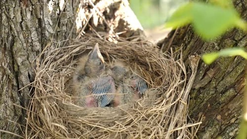 Recently Hatched Birds Chirping in Tree Nest