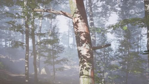 Rays of Sunlight Falling Into a Misty Forest