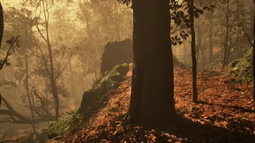 Fantasy Moody Forest in Autumn