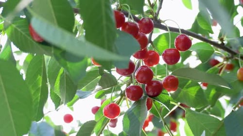 Cherries in Orchard on Branch