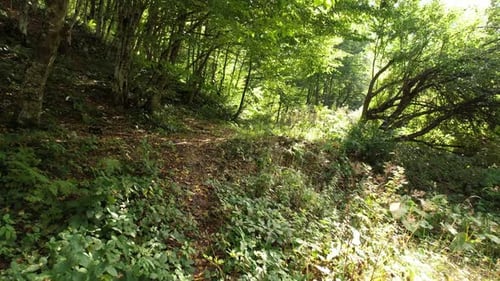 Beech Forest Shoot