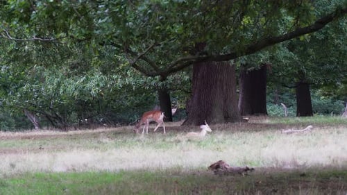 Hirschkitze im Schatten großer Bäume ziehen Ohren und Schwänze gegen Insekten