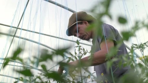 young seedlings of tomatoes in a greenhouse close-up. agronomist in the background in a greenhouse.