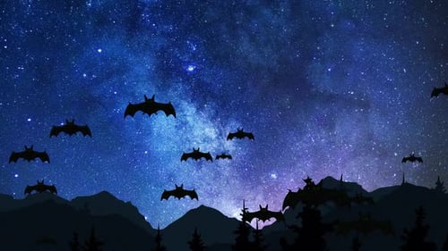 Halloween Bats Flying in Starry Night Sky Animation