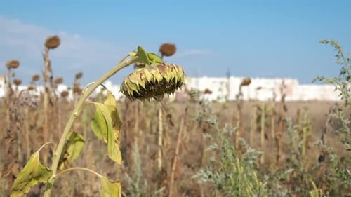 Trockene Sonnenblume gegen Himmel