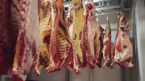 Meat Processing Plant Meat Production Beef Carcasses Suspended in the Freezer