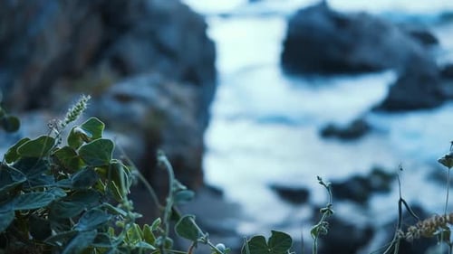 Captivating scene where the green foliage in the foreground gently gives way to a rocky coastline, p
