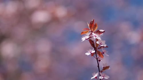 Close up of pink cherry blossoms on a bright sunny spring day