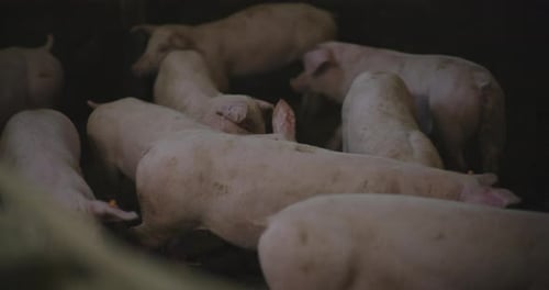 Pigs At Livestock Farm Group Of Piglets Swine Pigs on Livestock Farm Pig Farming