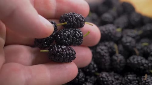 Examina a mano moras maduras en pila