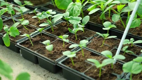 Seedlings Growing in Rows, Rural Farm Setting