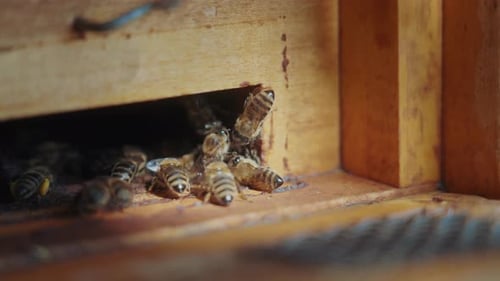 Close-up view of honey bees in the wooden beehive. A big swarm of bees in the countryside bee farm.