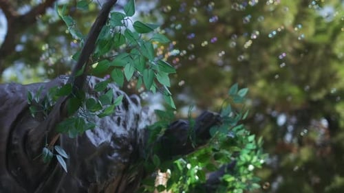 Slow motion, many soap bubbles floating with green tree background. 4K. party for kids in the garden