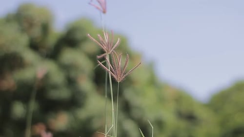 wild grass flower with green wheat field landscape view