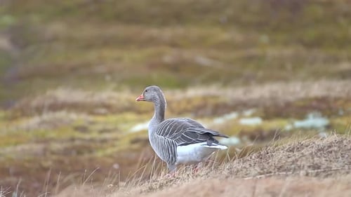 Goose Walking in a Grassy Field