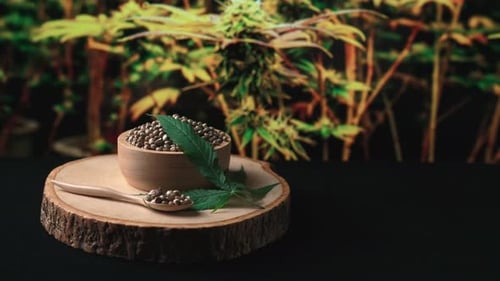 Zoom in bowl of hemp seed at legalized indoor cannabis hemp farm.