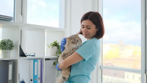 Veterinarian Holding Fluffy Cat with Stethoscope in Office