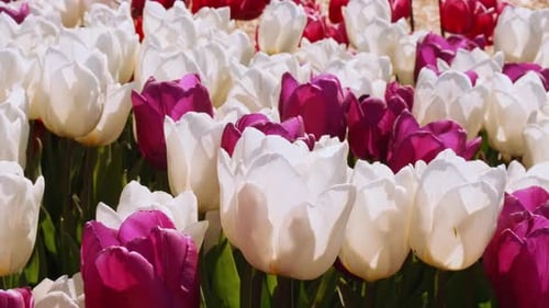 Colorful Tulip Flowers Blooming in the Garden Field Landscape Beautiful Spring Garden with Many Red