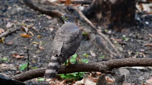 The Crested Goshawk is one of the most common birds of prey in Asia and belonging to the same family