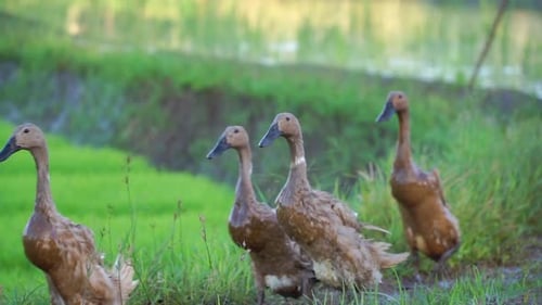 Ein Mann hütet Enten im Reisfeld. Die Enten laufen vor der Kamera
