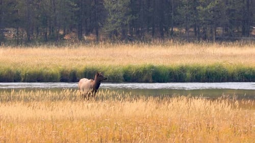 Wilde Elche im Yellowstone-Nationalpark