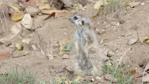 Suricata steht auf einer Wache. Neugieriges Erdmännchen (Suricata suricatta)
.