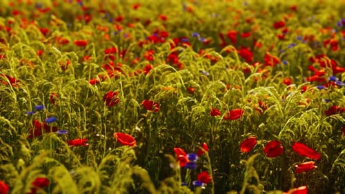 Beautiful Sunny Day in Countryside