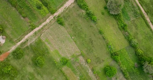 Aerial view of farm fields and paths, Uganda.