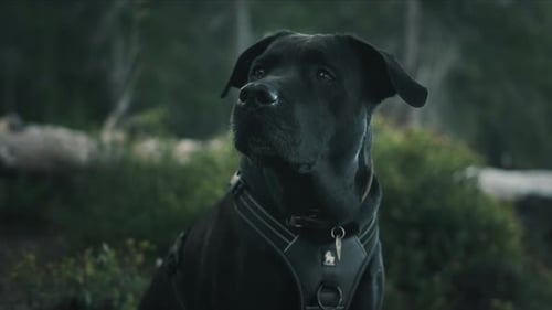 Close up video of a beautiful black Labrador dog looking at the side in the Norway