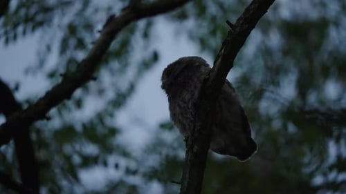 Little owl perched on tree branch in a forest and fly away, low angle shot