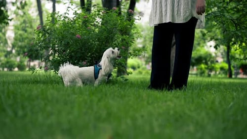 Closeup in the Summer in the Park on a Walk on a Leash a Small White Maltese Dog is Walking
