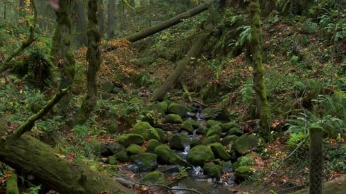 Forest in Oregon National Park Mountain Waterfall