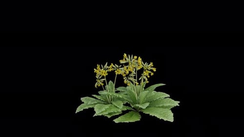 Cowslip Primrose Plant blowing in the wind. Animated Flowering Plant. Alpha Channel. Loop Animation