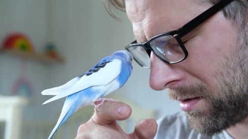 Friendly Parakeet with Man in an Indoor Setting
