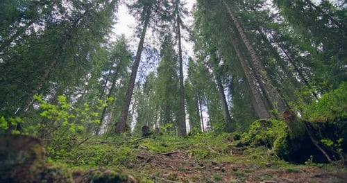 Immerse in the Lush Forest Canopy with Sunlight Filtering Through