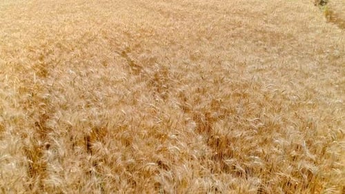 Wheat Field