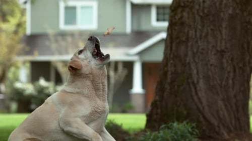 Dog Catching Treat in, on Phantom Flex