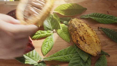 Fruta de cacau fresca com feijão e folhas de cacau em uma mesa de madeira.