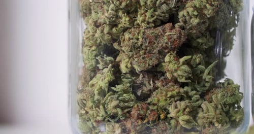 Dolly shot of harvested cannabis blooms in jars in front of a white background