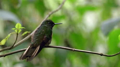 A green iridescent hummingbird sits on a tree in a forest in Ecuador, South America