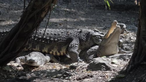 bain de soleil aux crocodiles
