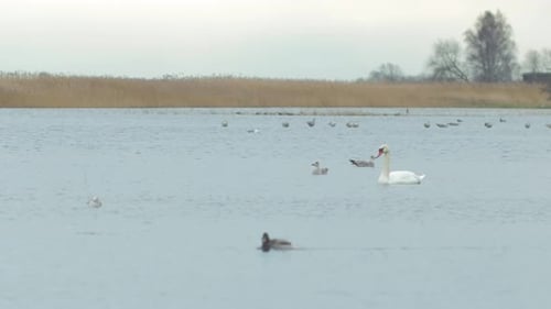 Cisnes brancos e mudos (Cygnus color) nadam pelo lago em dias nublados, gaivotas comuns (Larus canus) em uma baía