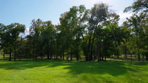 A bright, sunny day in an open grassy field surrounded by tall trees. Sun rays filter through the br