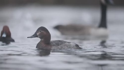 Female Common Pochard duck in a pond slow motion