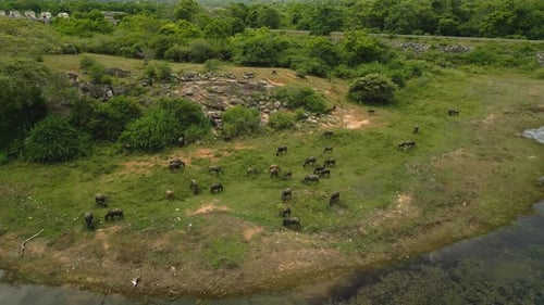 Aerial Drone Footage Captures Buffaloes Grazing in Sri Lanka Reserve Wide Green Landscapes Roaming